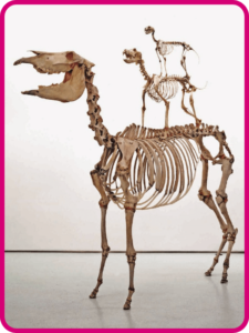 múltiples lenguajes primero grado de secundaria